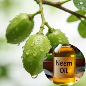 100% Organic Neem Oil for Skin Softening Bitter Neem Oil Neem Tree Oil Organic Carrier Oil From India
